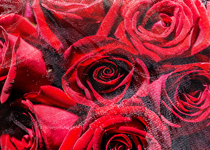 蒙纱玫瑰花素材网温暖高清图片