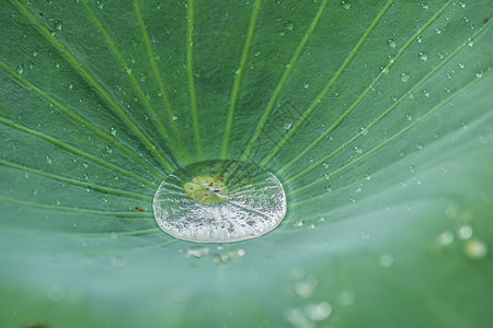 绿叶上的水珠图片