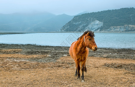 冬季游旅游海报湖泊边的马匹背景