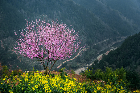 粉色国庆节字体高山上，桃花深处有人家背景