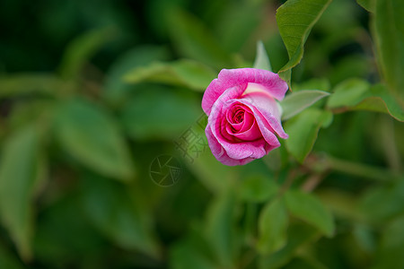 红色月季花苞粉色玫瑰绿叶背景