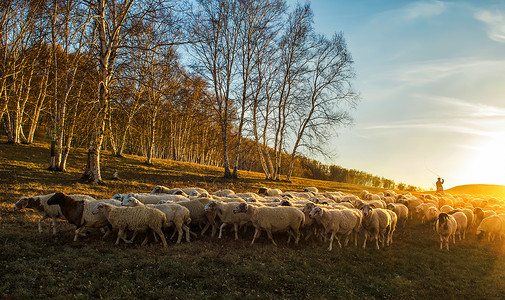 春节娱乐金色夕阳下的牧民、羊群和白桦林背景