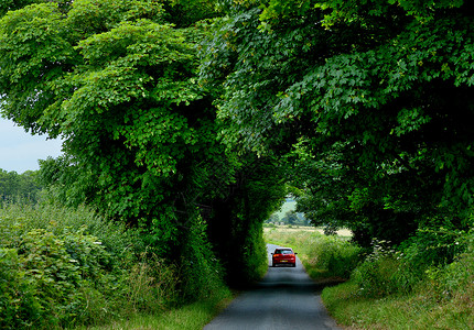 行驶在英格兰茂密树林的乡村道路上图片