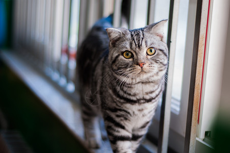 窗台上的猫美国猫素材高清图片