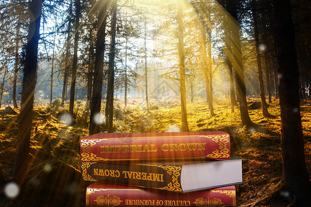 森林教育森里里的魔法书设计图片