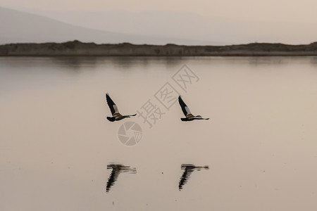 青海湖海鸥捕食的海鸥高清图片