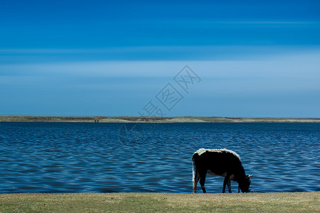 吃鸭子青海湖边的牛背景