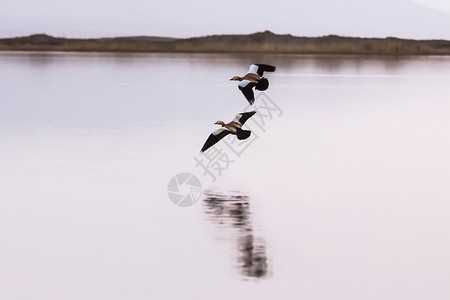 飞翔的鸟儿青海湖上的鸟儿背景