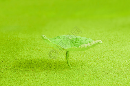 荷塘绿色夏雨阳光活力高清图片