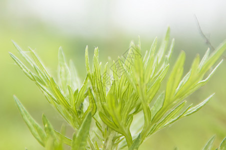 薰衣草叶子花草树木背景