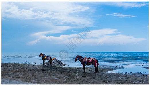 青海湖边的马背景图片