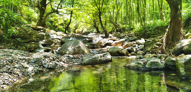 石头小溪树林里的小溪背景