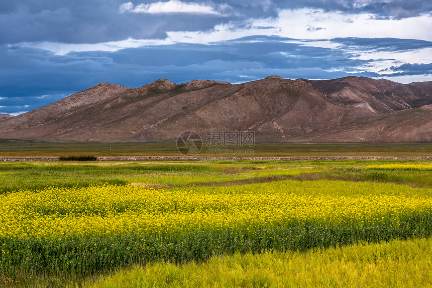 西藏高原上的田园风光图片