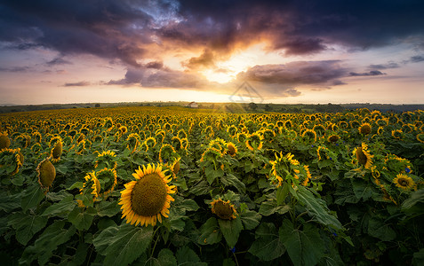 太阳花向日葵背景图片