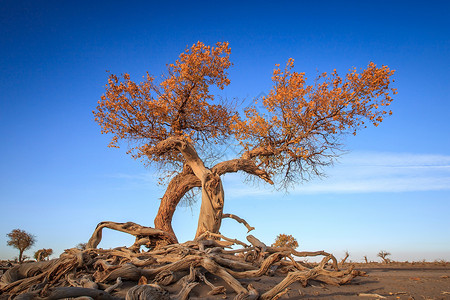 胡杨树秋季沙漠高清图片