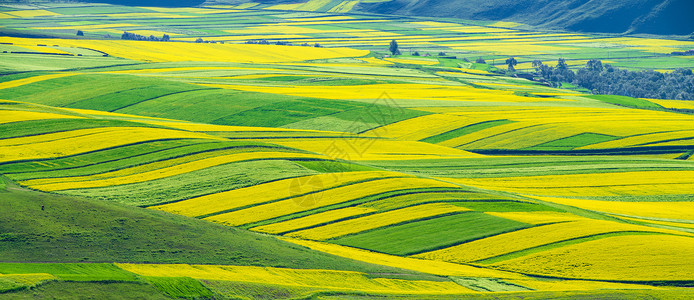 黄绿热带鱼黄绿相间油菜花背景