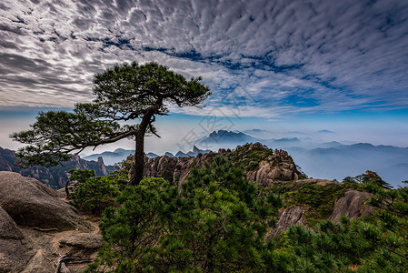 绿色松树迎客青松背景