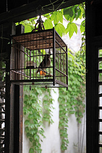 窗上的鸟笼乡村风格家鹦鹉高清图片