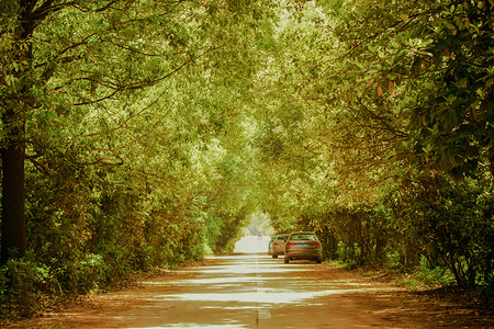 光线尽头两旁树木的道路背景