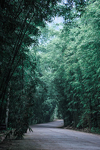 竹林深处的道路高清图片
