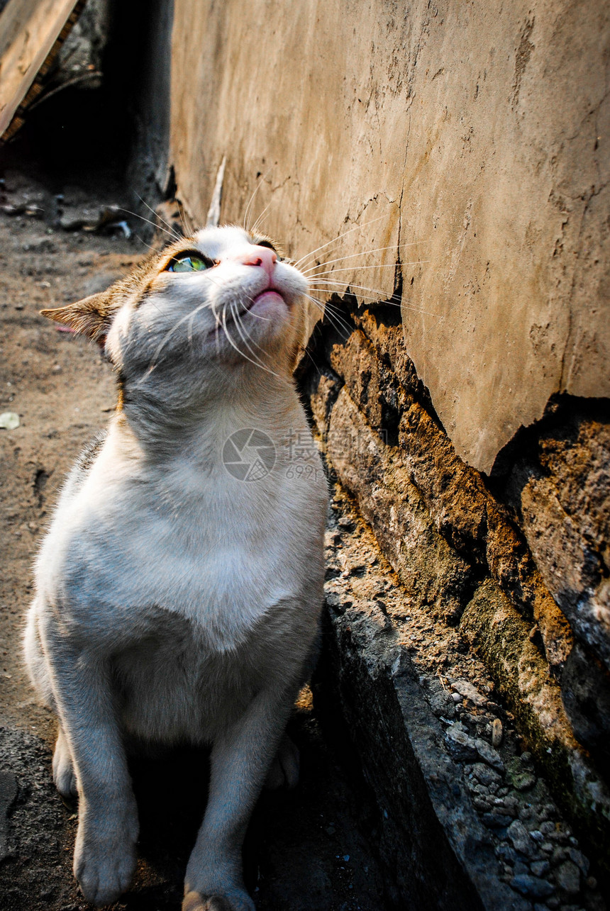 墙角下的猫咪图片