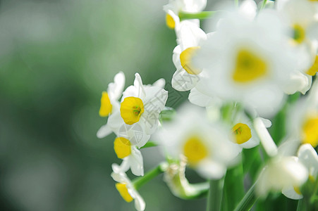 水仙花背景图片