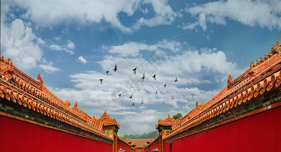 鸽子聚集北京故宫紫禁城背景