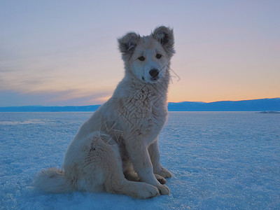 冰原上的狗图片