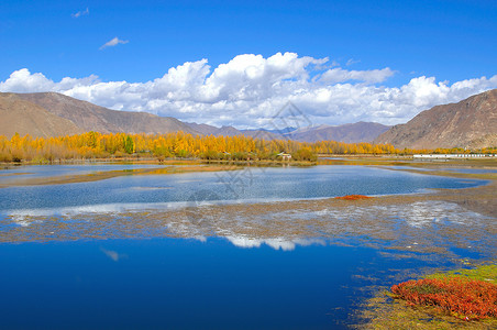 树木油画素材西藏 秋色背景