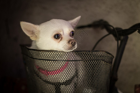 车篮里的狗狗高清图片