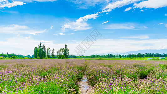 共享农庄新疆薰衣草背景