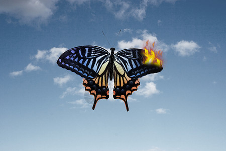 黑色燕尾蝶创意危机设计图片