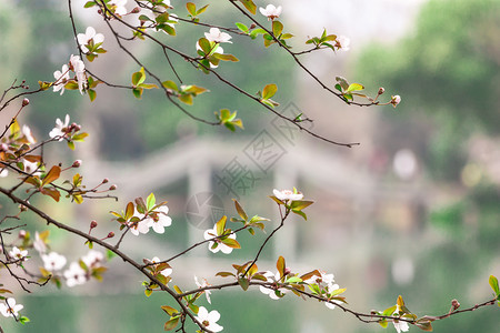西湖春天绿白花高清图片