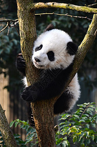可爱熊猫美甲熊猫背景