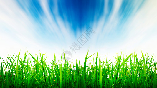 蓝天下茁壮成长的稻田图片
