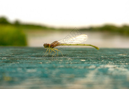 手机微摄之蜻蜓背景