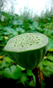 虎丘湿地公园之植物图片