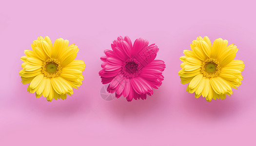 最小的粉红色的背景上的雏菊设计图片