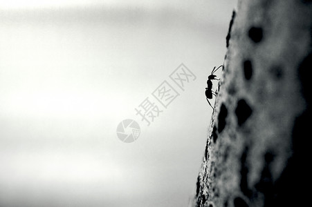 大气黑白努力向上爬的蚂蚁背景背景