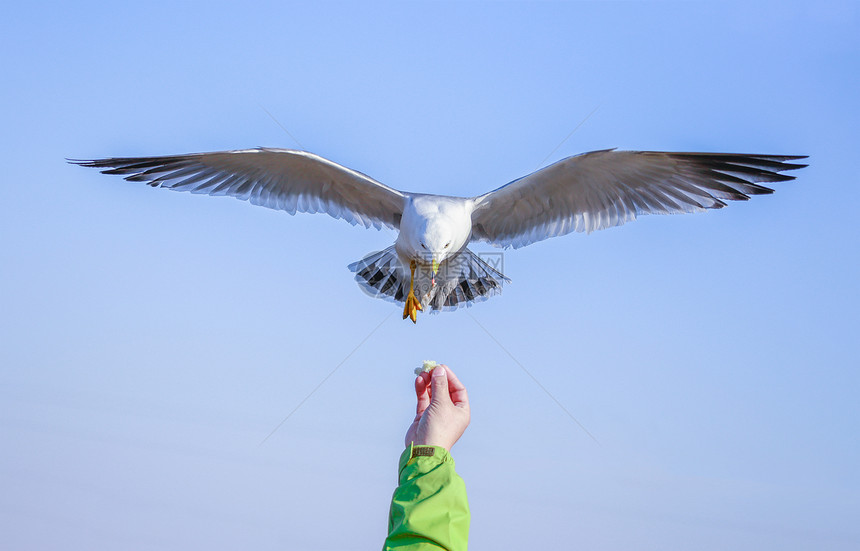 喂食飞翔的海鸥图片