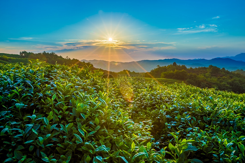 茶山日出图片