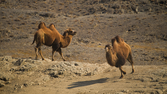 沙漠追逐的骆驼图片