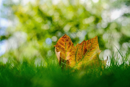 黄色梦幻光圈草地上的落叶背景