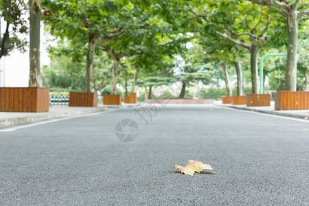 落在校园林荫道上的一片枯叶图片