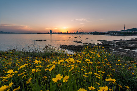 城市前景鲜花城市背景