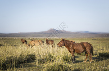 蒙古草原马群背景图片