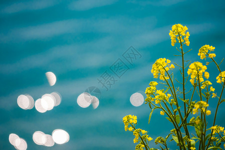 泛醌湖边泛着光斑的油菜花背景