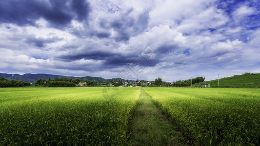 夏天水稻田野背景