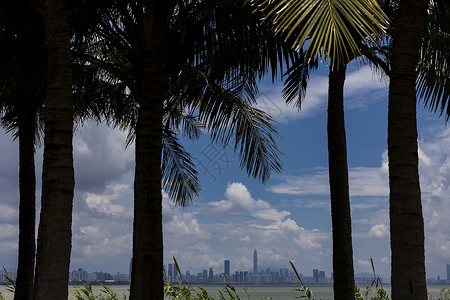 剪影椰树里的城市背景图片