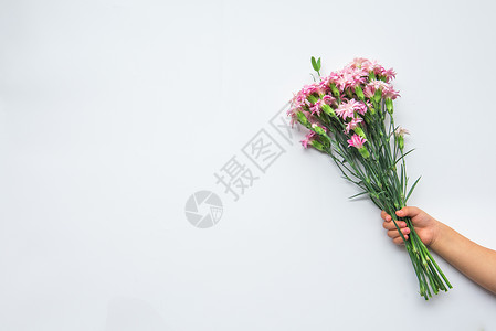 手绘植物康乃馨手持康乃馨背景